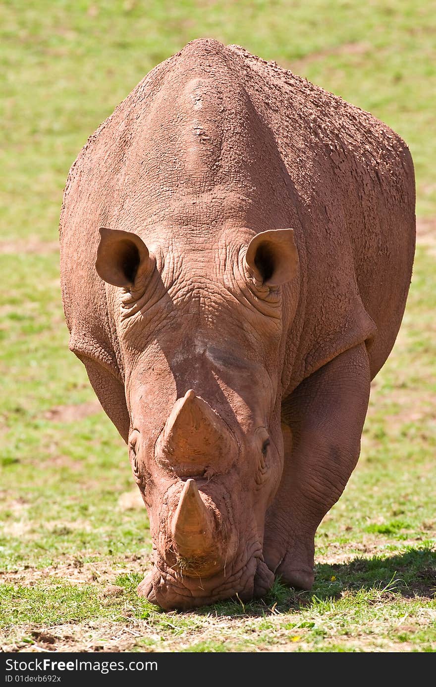 Adult white Rhino heading towards the camera. Adult white Rhino heading towards the camera