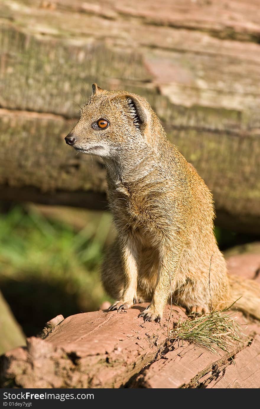 Yellow Mongoose on alert.