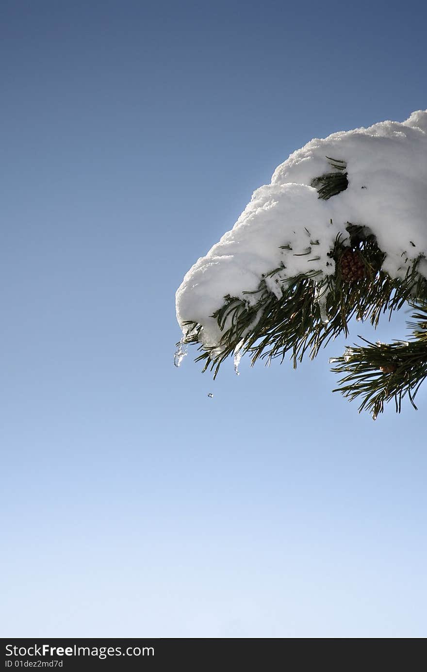 Snow melting in a fir branch. Snow melting in a fir branch