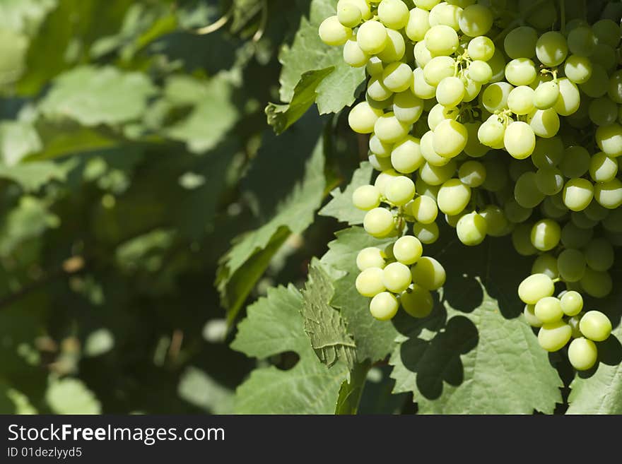 Green vine with blurred background. Green vine with blurred background