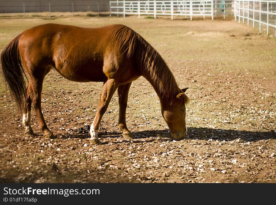 Side view of beautiful horse grazing in meadow