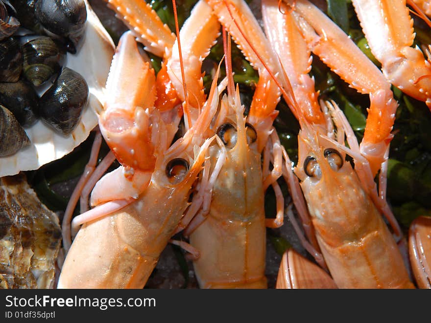 Fresh seafood on the big plate