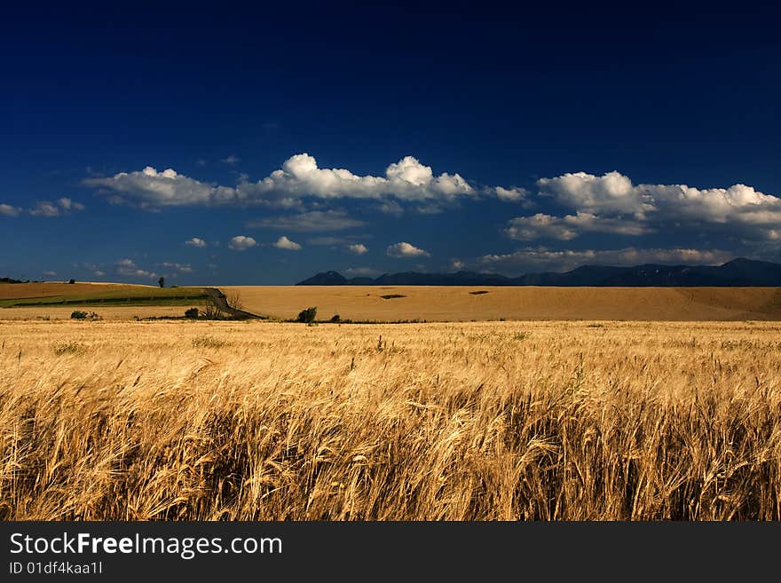 Wheat field in the wind with blue sky