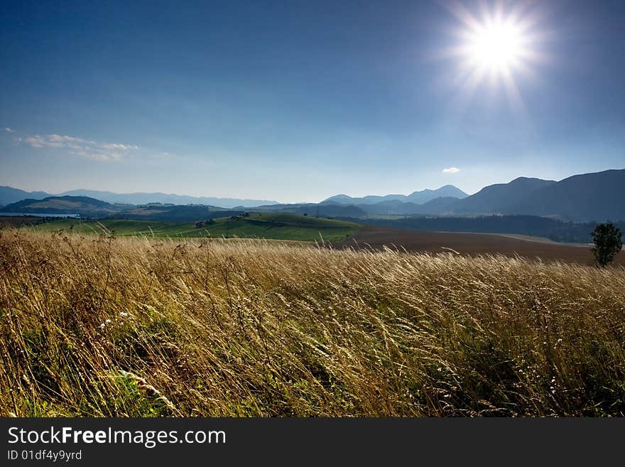 Wheat Field In The Wind With Blue Sky