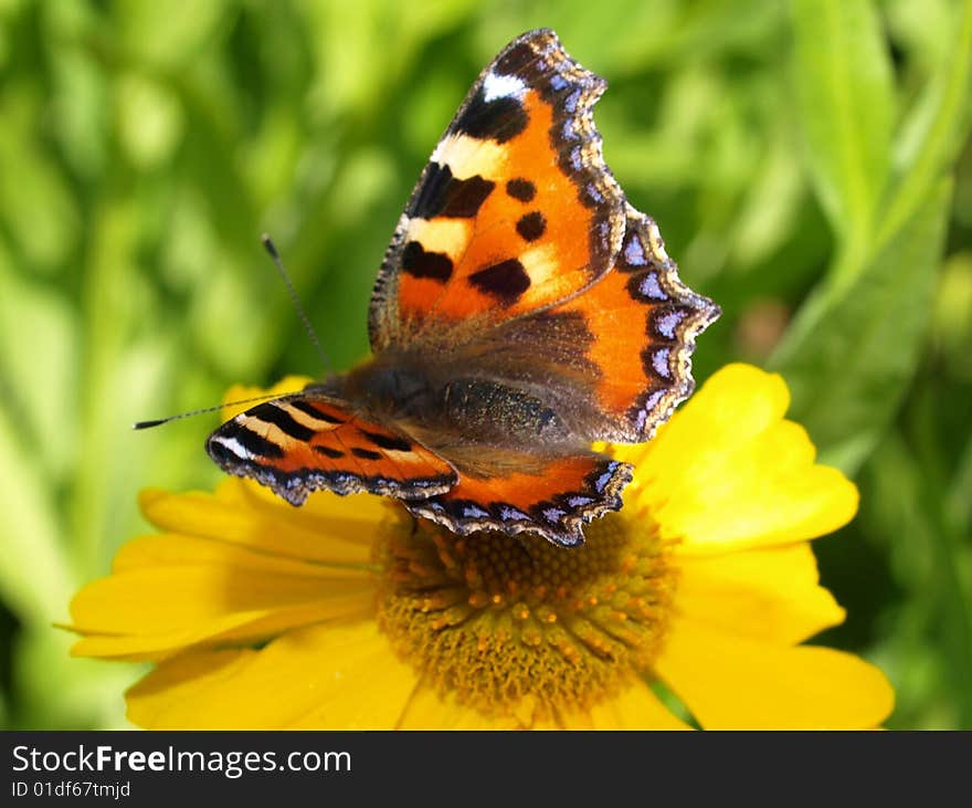 Butterfly feeding on a yellow flower