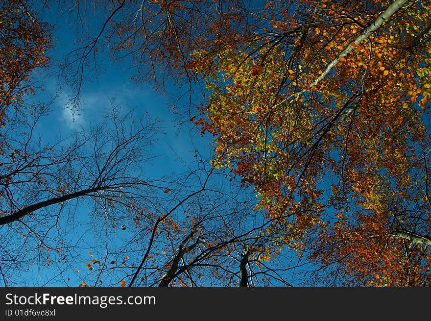 Looking up at a canopy of yellow leaves in autumn