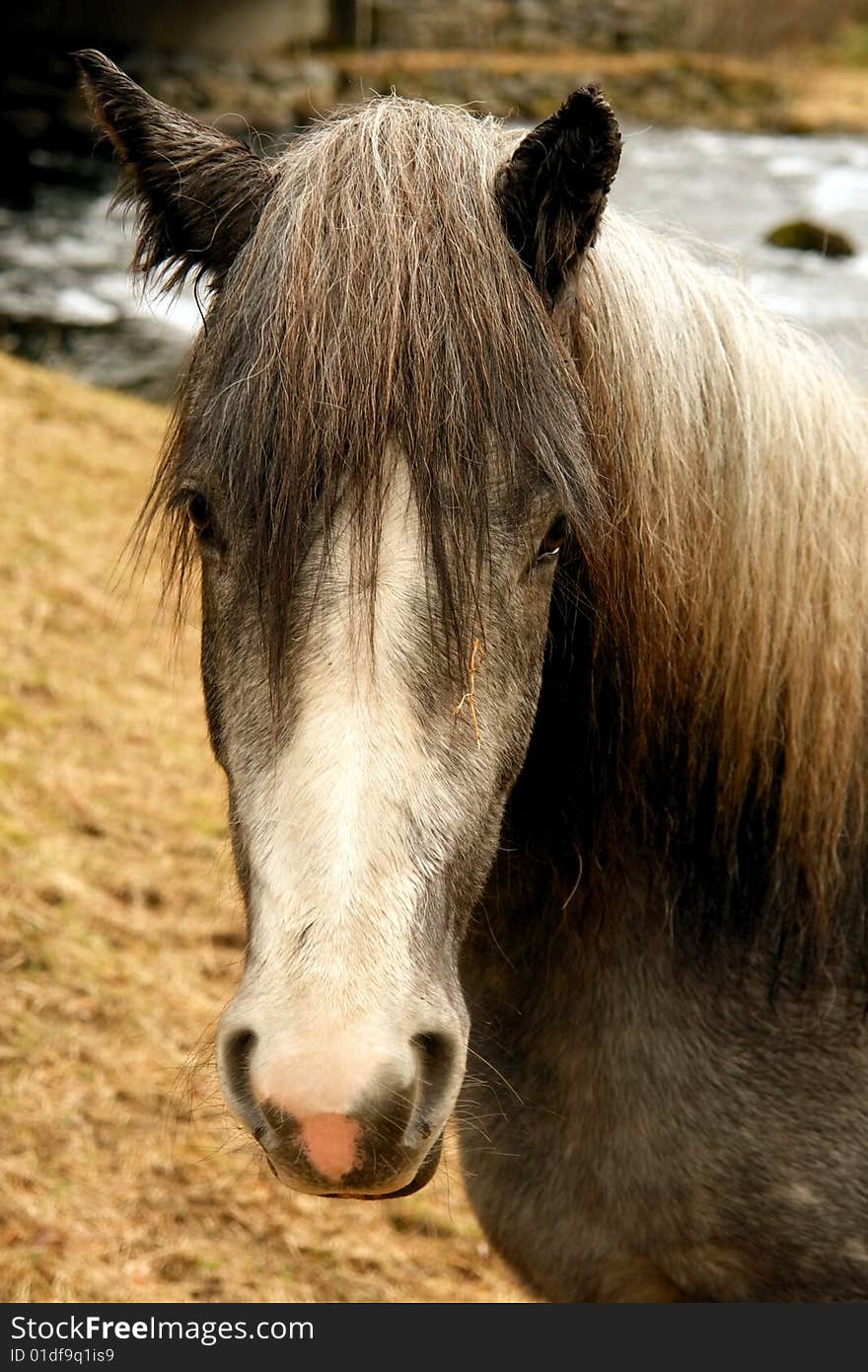 Nordic horse picturesque portrait in wild scenario