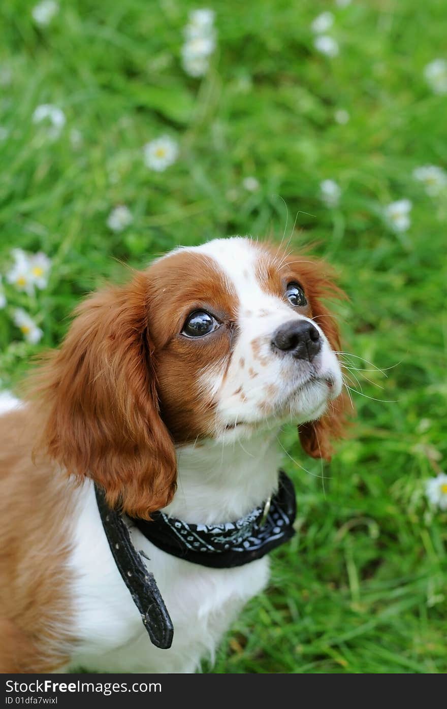 Dog And The Daisies