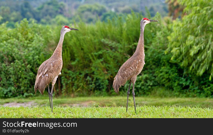 Pair of Sandhill Cranes