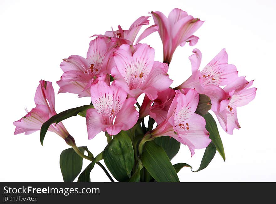 Pink lily flowers