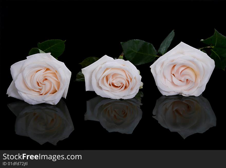 Three white roses on black background