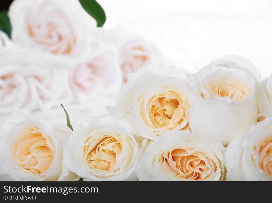 White roses with yellow centers