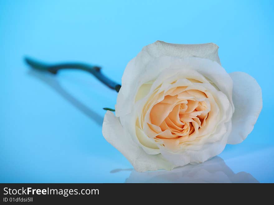 Single white rose on blue background