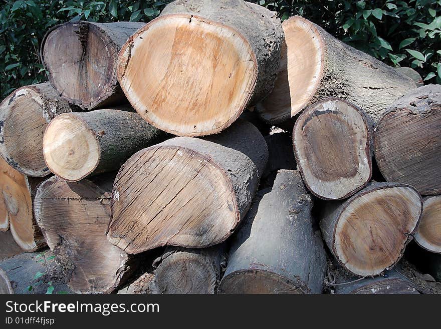 Saw the original trees piled up together. Saw the original trees piled up together.