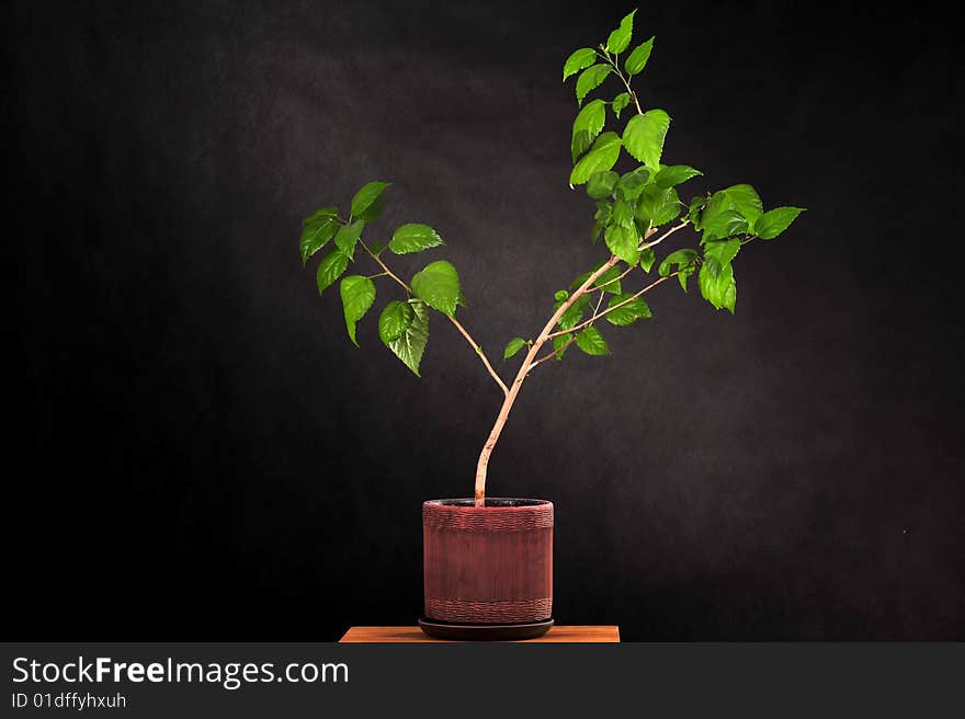 Tree in Studio on black background