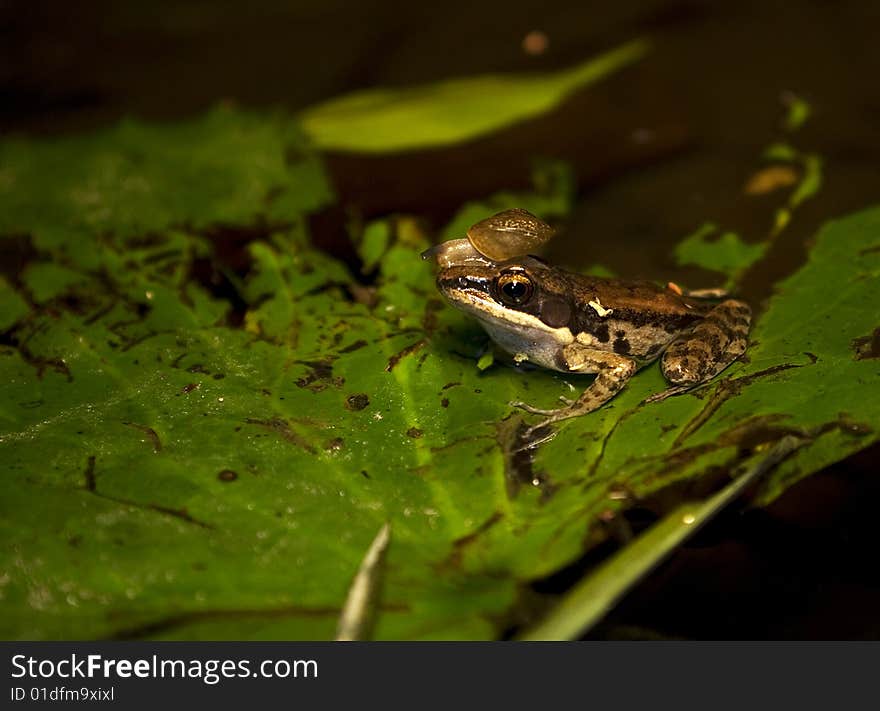 Frog & Snail