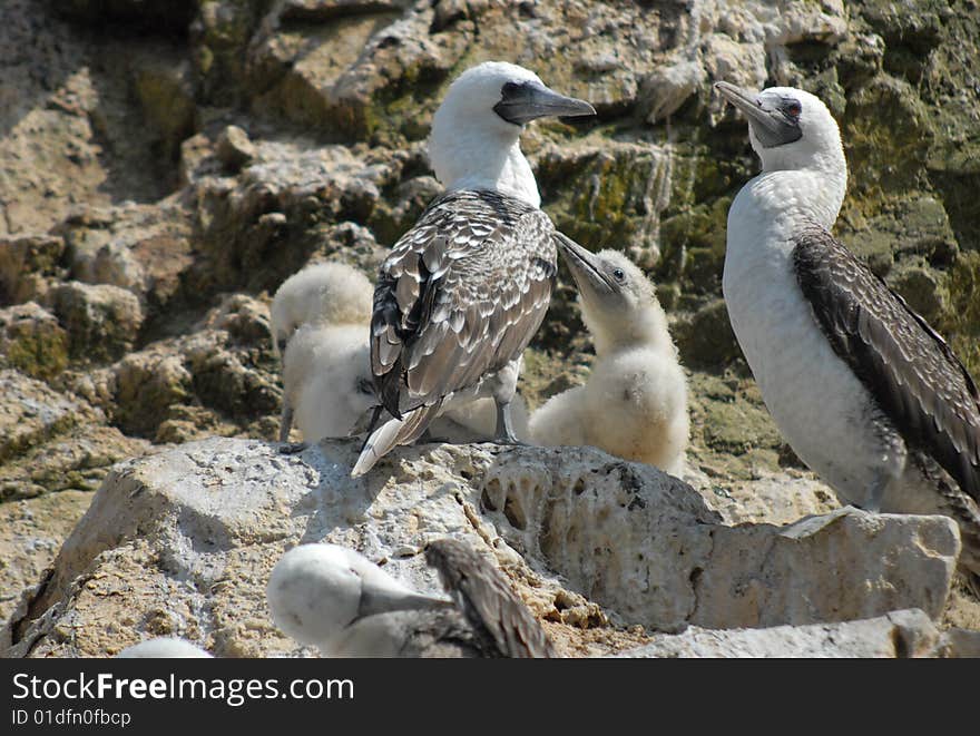 Nesting birds