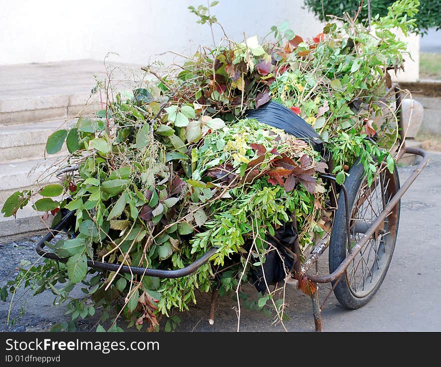 Dried branches and plants