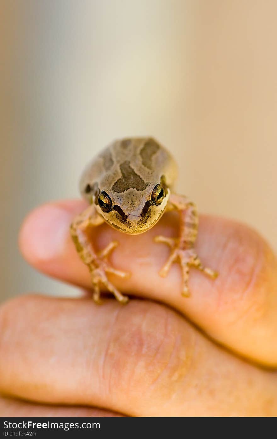 A macro image of a small frog on fingers, narrow focus, room for copy space.