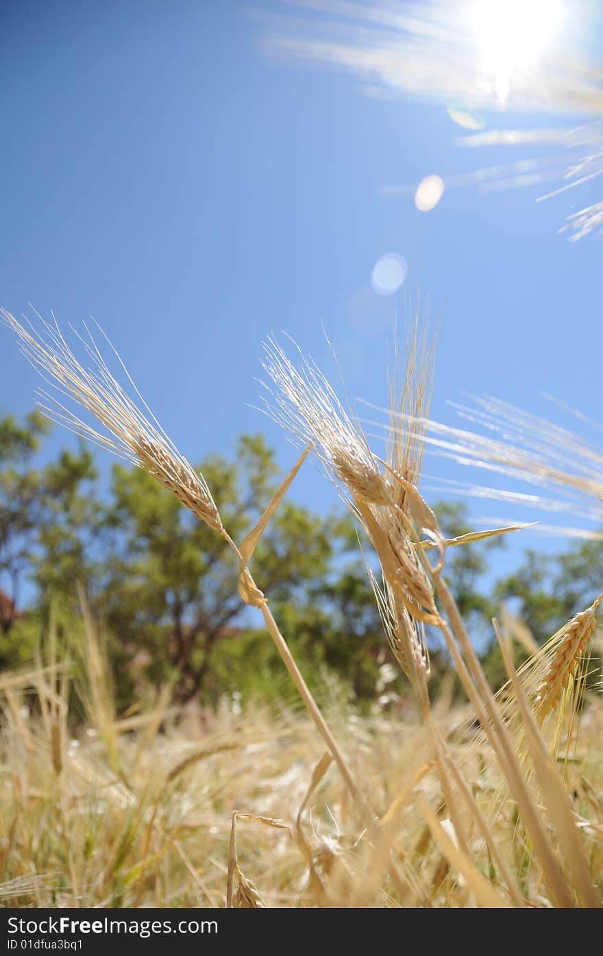 Wheat field on a sunny morning. Wheat field on a sunny morning