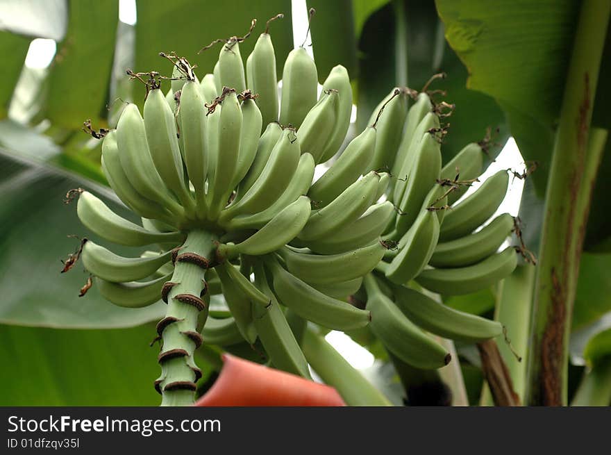 South-East China, palm tree with green bananas, growing in natural conditions somewhere in Guangdong province. South-East China, palm tree with green bananas, growing in natural conditions somewhere in Guangdong province.