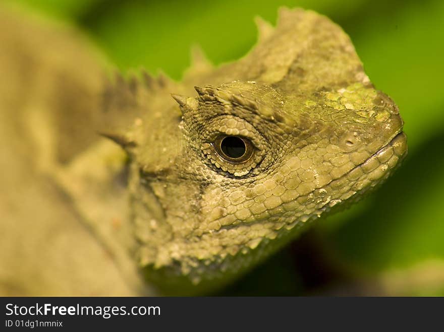 Iguana