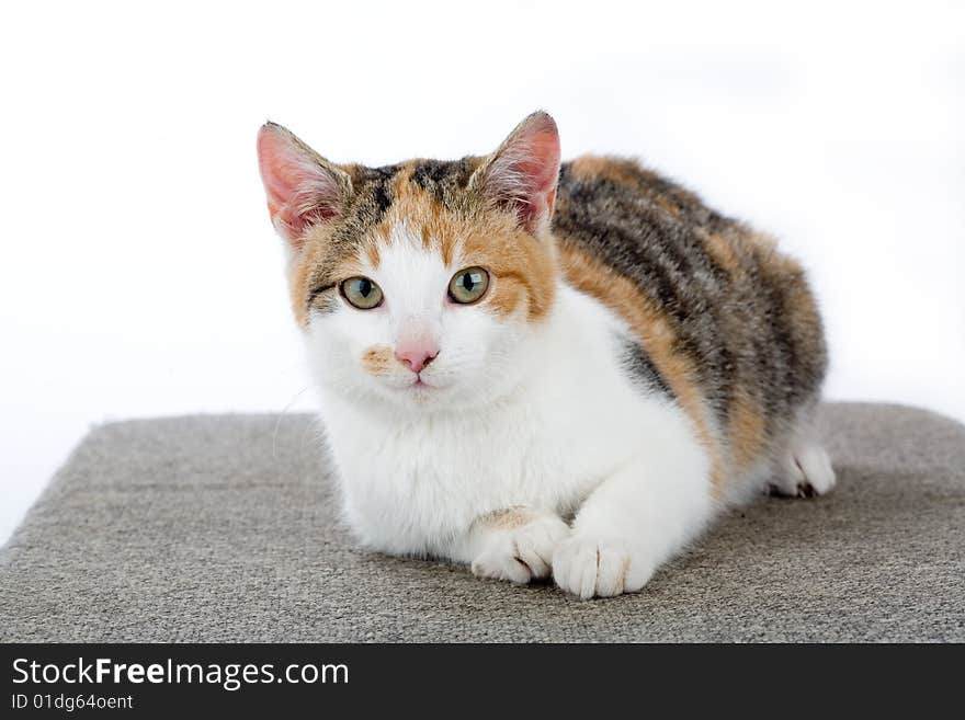 Spotted cat, isolated on white background