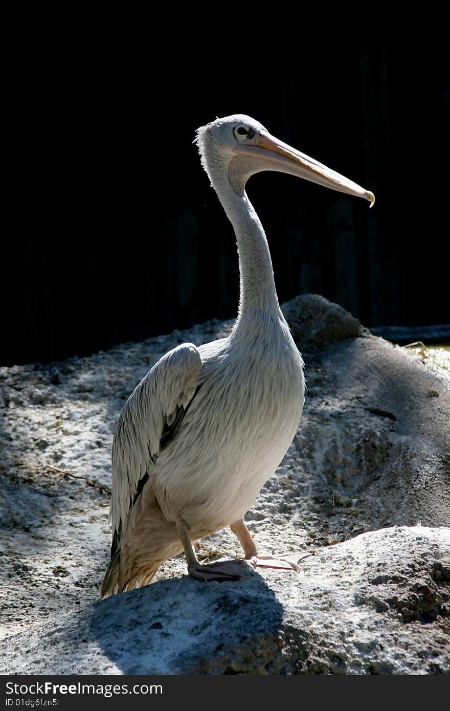 PELICAN — a symbol of nobleness, self-sacrifice, parental love and mercy