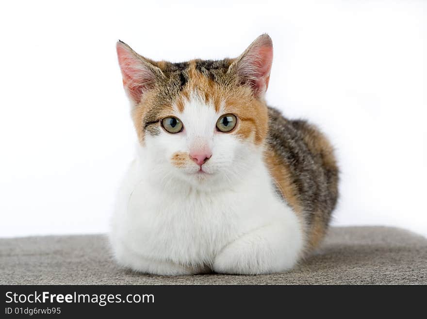 Spotted cat, isolated on white background