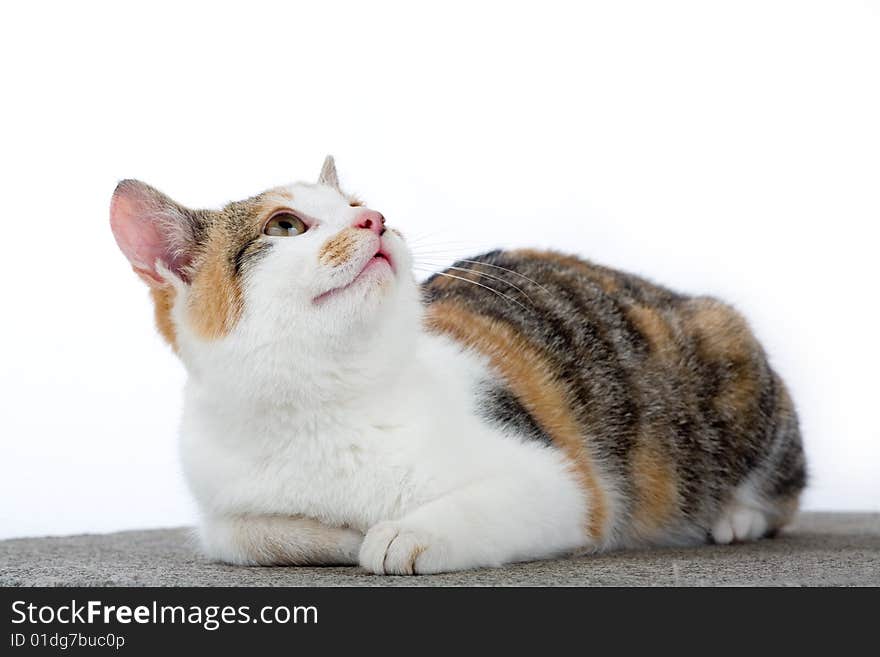 Spotted cat, isolated on white background