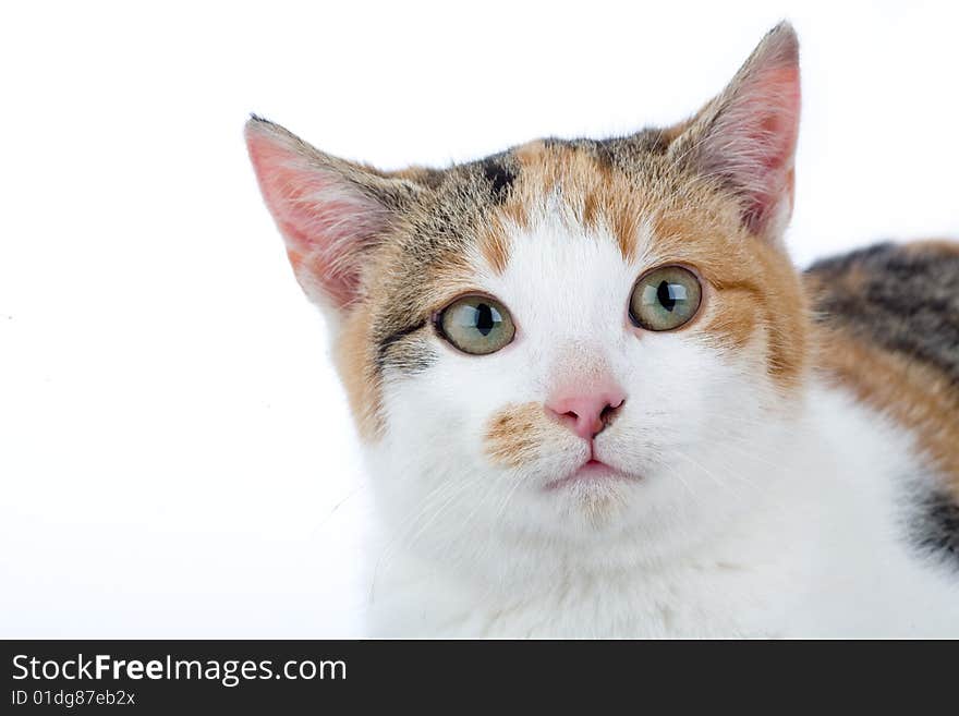 Spotted cat, isolated on white background