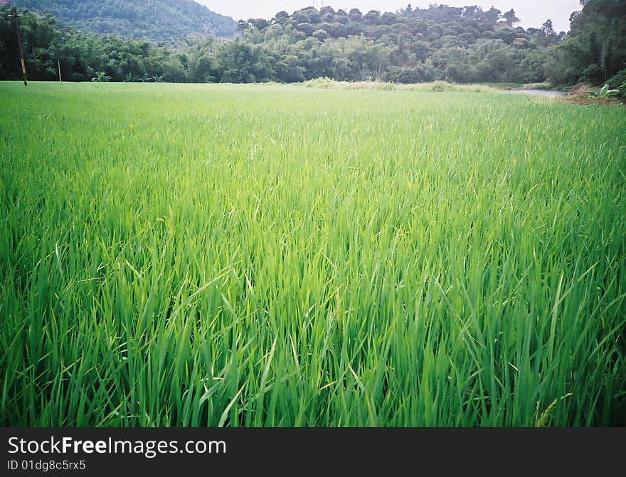 Green paddyfield