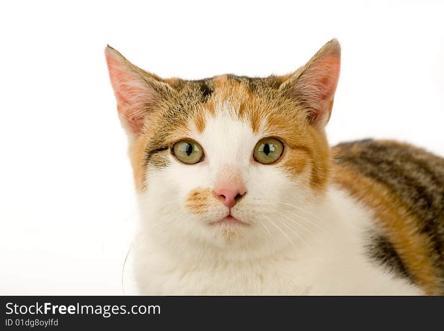 Spotted cat, isolated on white background