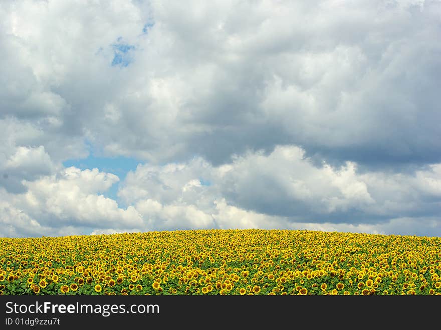 Sunflower field over cloudy blue sky