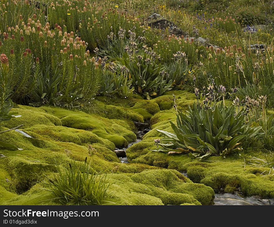 Flowers and moss growing near a spring. Flowers and moss growing near a spring.