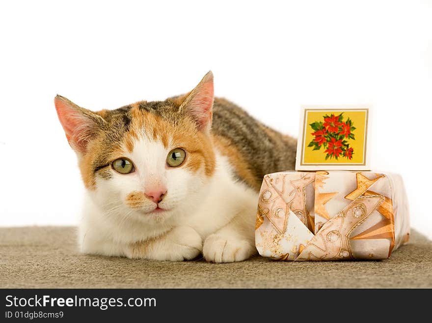 Spotted Cat And Gift Box, Isolated