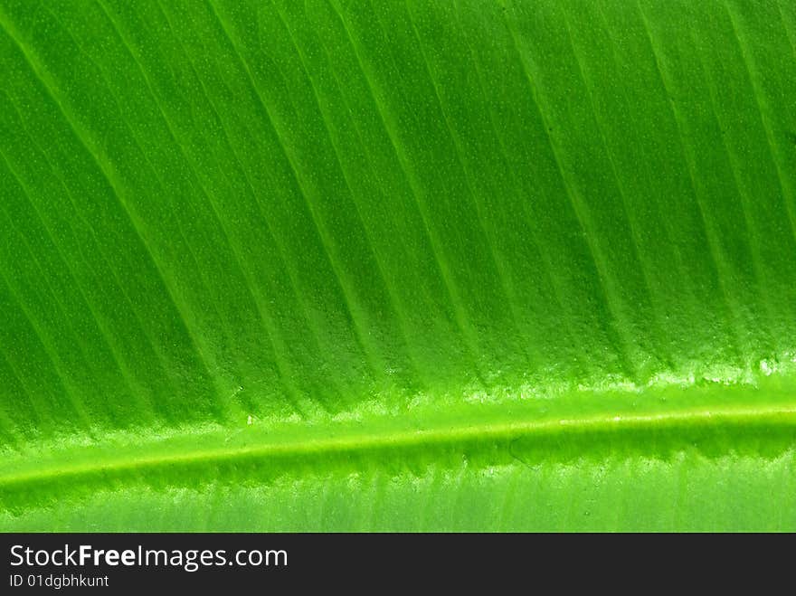 Structure of leaf natural background