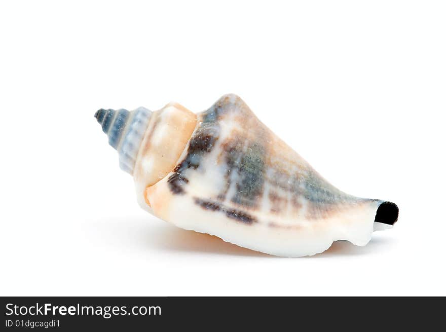 Seashell isolated on white background.