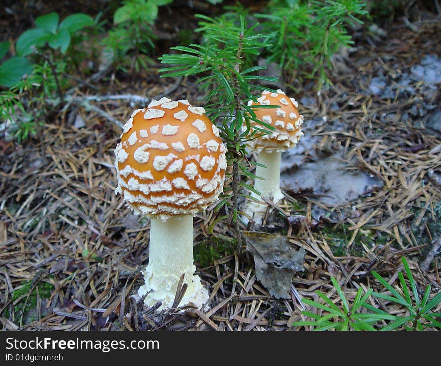 Fly agarics