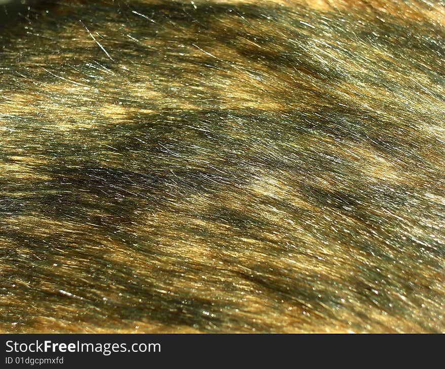 Close-up of a fur texture. Close-up of a fur texture