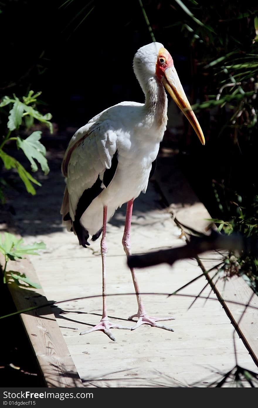 The Yellow-billed Stork, Mycteria ibis, is a large wading bird in the stork family Ciconiidae