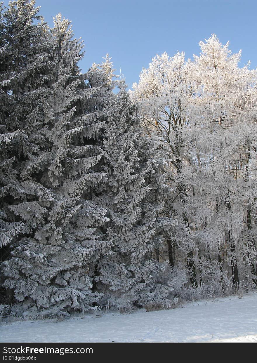 Frosted evergreens on forest edge