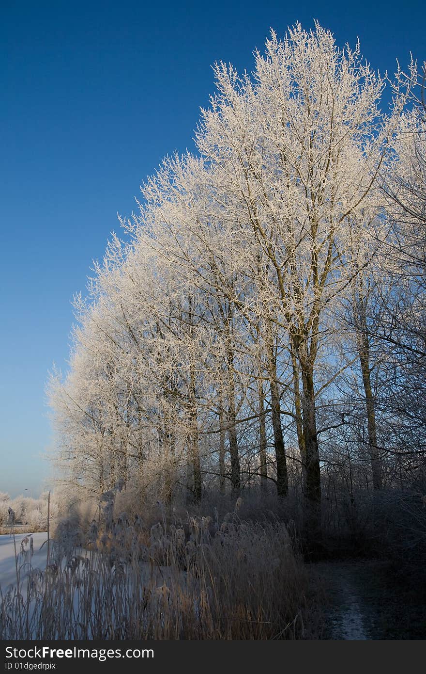 Frozen trees in a winter landscape. Frozen trees in a winter landscape