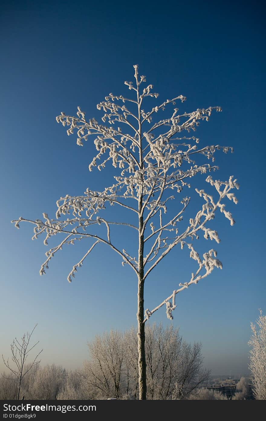 Frozen tree in a winter landscape. Frozen tree in a winter landscape