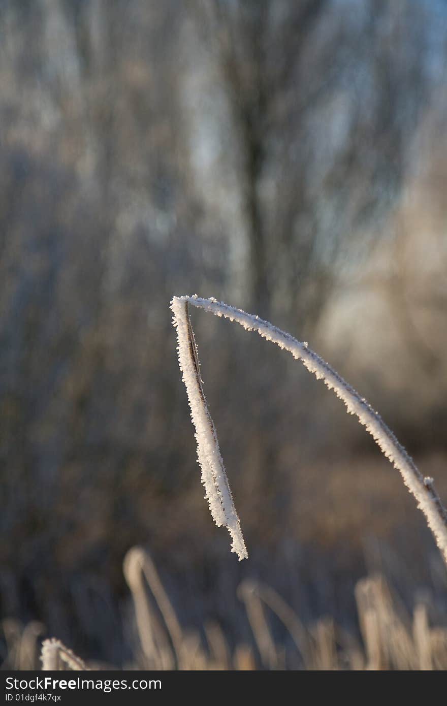 Frozen reed with a nice depth of field