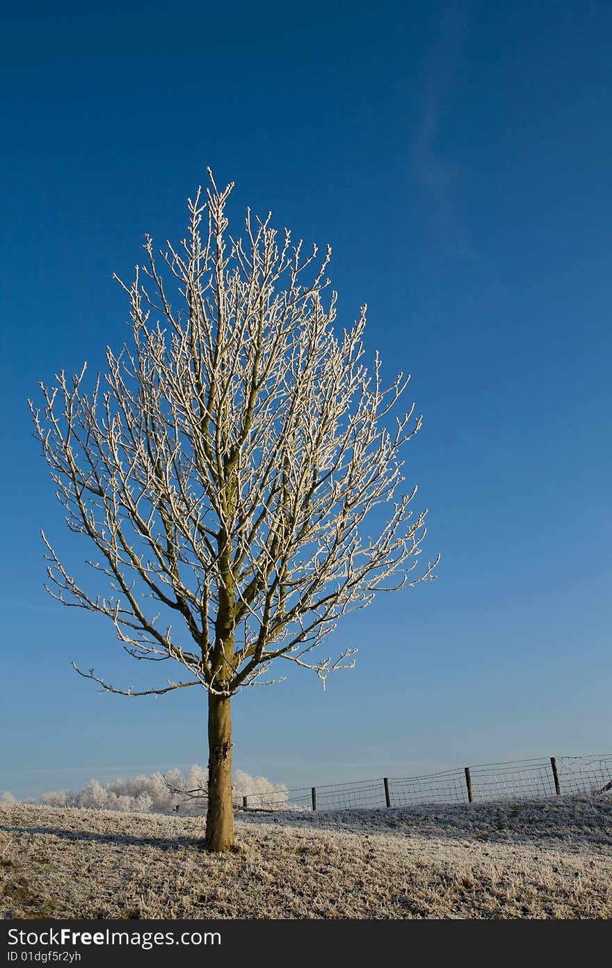 A single snowy tree in the field with a fence. A single snowy tree in the field with a fence