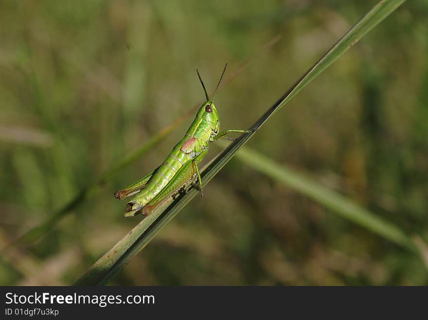 Grasshopper in the summer meadow