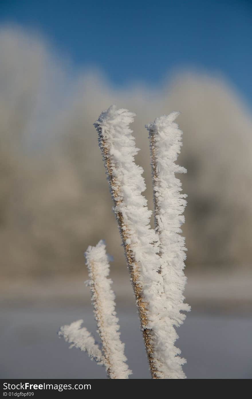 Frozen cane