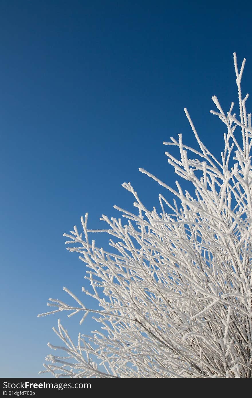 Tree top covered in snow. Tree top covered in snow