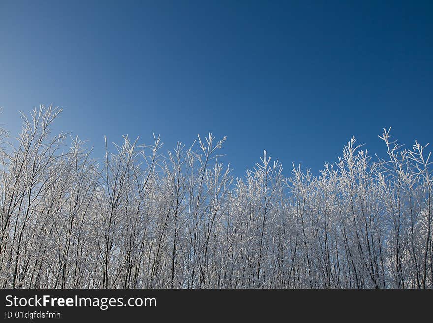 Tree tops covered in snow on a blue sky